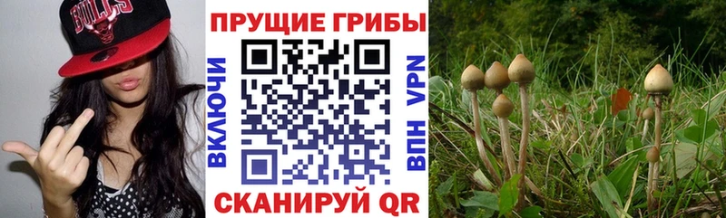 Галлюциногенные грибы Psilocybe  Ивдель 